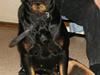 Rottweiler Mille SOLGT:'(
