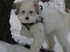 Coton de tulear Godts Coton Pixi (2009-2010) [ Himmelhund]