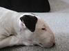 Bullterrier R.I.P Viggo 3.08.2010