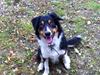 Border collie Boss