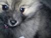 Pomeranian Maggie [Tidl. hund]