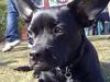 Blanding af racer Mulle [Tidl. hund]