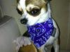 Chihuahua Otto B