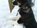 Border collie Bella