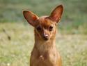 Dvaergpinscher /papillon - Cassiopeia