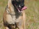 Malinois Crazy