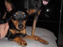 Dvaergpinscher Buster