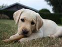 Labrador retriever Tulle