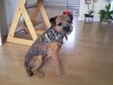 Border terrier Tusneldas Qvintus "Elvis"