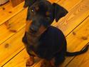 Dvaergpinscher Tyson