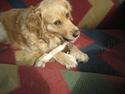 Golden retriever Gismo<3