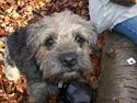 Border terrier Anton