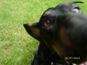Gravhund Max