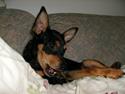 Dvaergpinscher Murphy