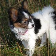 Papillon Møv