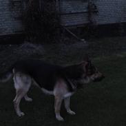 Schæferhund Basse
