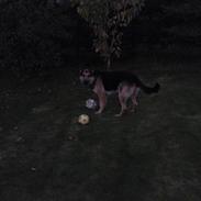 Schæferhund Basse