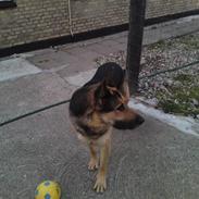 Schæferhund Basse