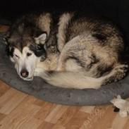 Alaskan malamute Zampara