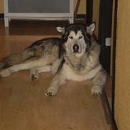 Alaskan malamute Zampara