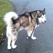 Alaskan malamute Zampara