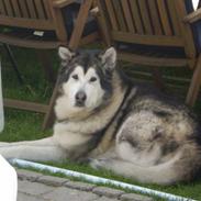 Alaskan malamute Zampara