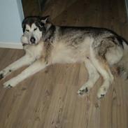 Alaskan malamute Zampara