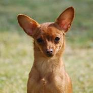 Dvaergpinscher /papillon - Cassiopeia