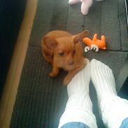 Dvaergpinscher /papillon - Cassiopeia