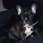 Fransk bulldog oscar