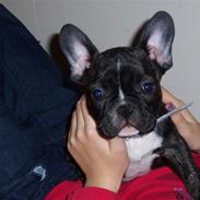 Fransk bulldog oscar