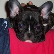 Fransk bulldog oscar