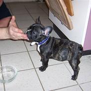 Fransk bulldog oscar