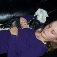 Fransk bulldog oscar