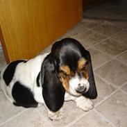 Basset hound Konrad