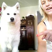Samojedhund Siggi<3