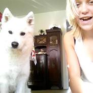 Samojedhund Siggi<3