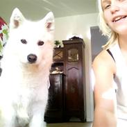 Samojedhund Siggi<3