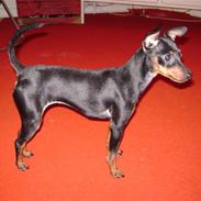 Dvaergpinscher Birthe K