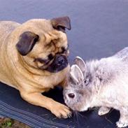 Blanding af racer Dee Dee