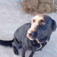 Labrador retriever King
