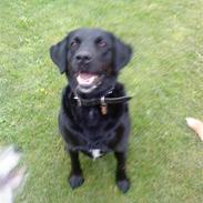 Labrador retriever King