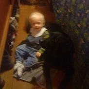 Labrador retriever King