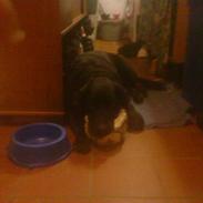 Labrador retriever King