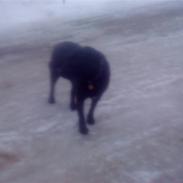 Labrador retriever King