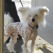 Chinese crested hårløs Malibu