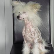 Chinese crested hårløs Malibu