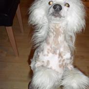 Chinese crested hårløs Malibu