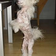Chinese crested hårløs Malibu