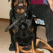 Rottweiler Mille SOLGT:'(